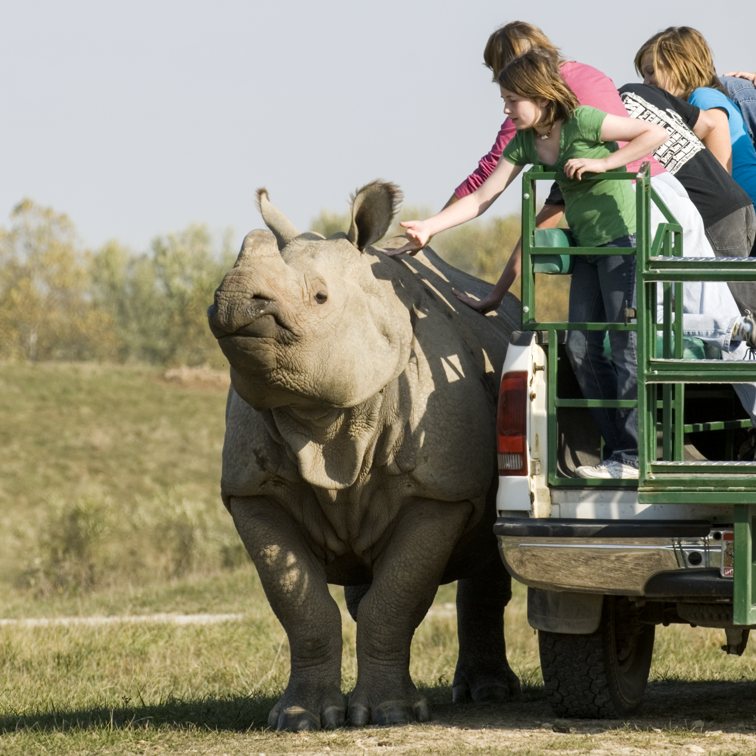 rhino tour