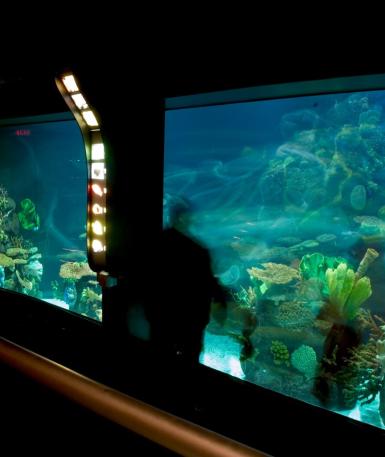 An aquarium lit up with Zoo guests in standing in front of it